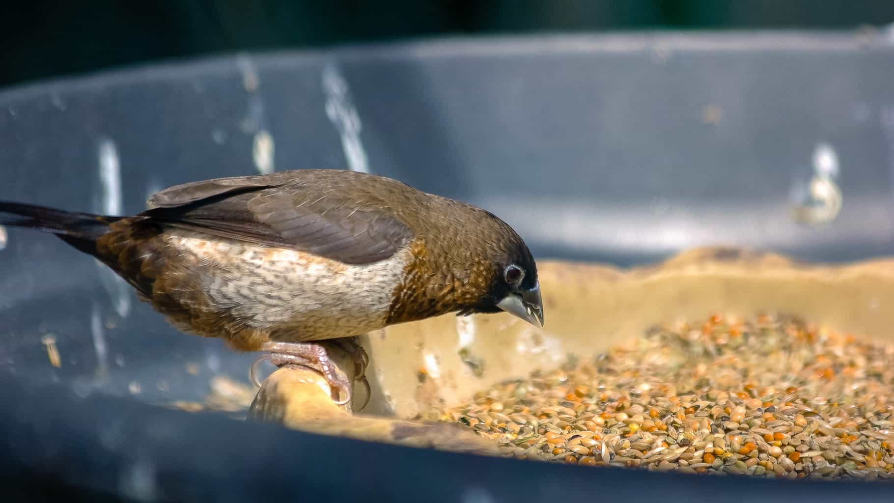 can wild birds eat chia seeds