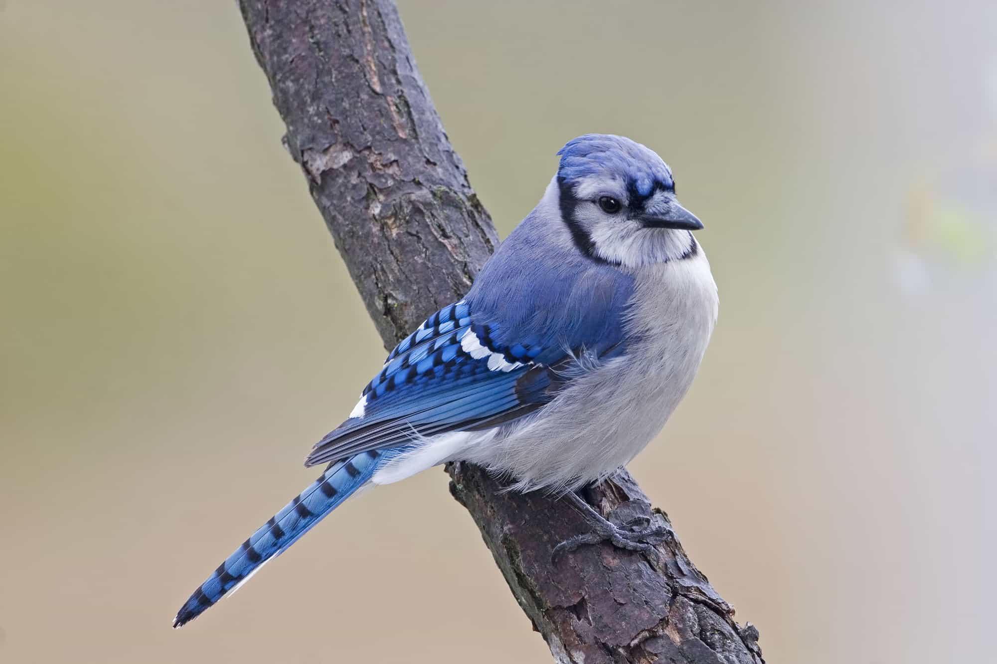 do hawks eat blue jays