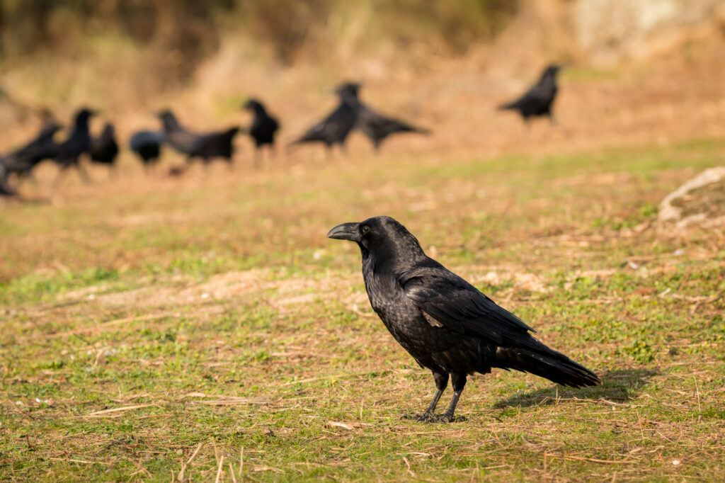 do hawks eat crows