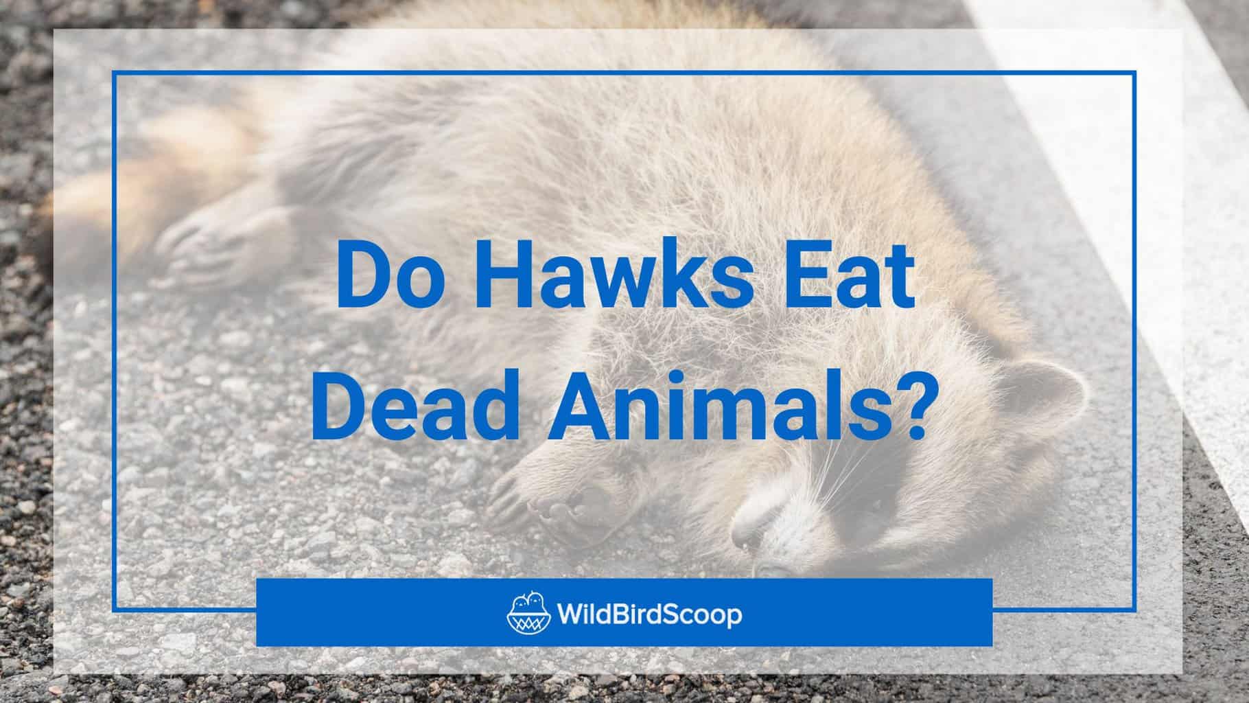 Do Hawks Eat Dead Animals? These Birds Preference