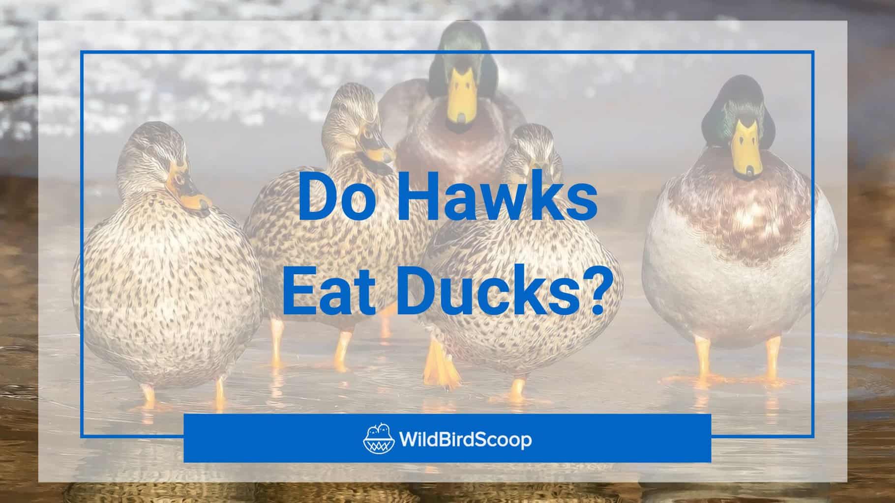 do hawks eat ducks