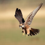 do hawks eat falcons