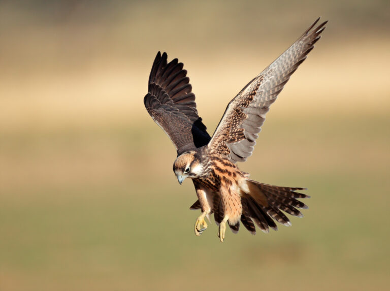 do hawks eat falcons