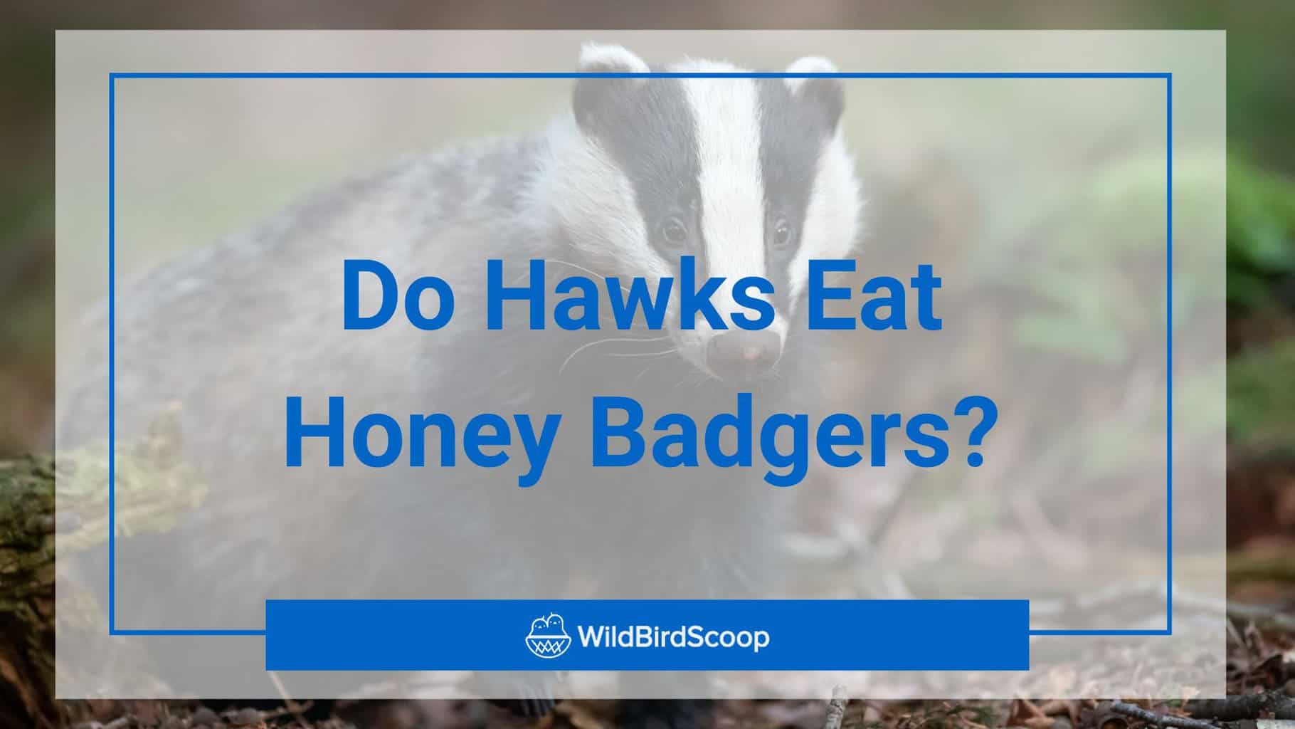 do hawks eat honey badgers