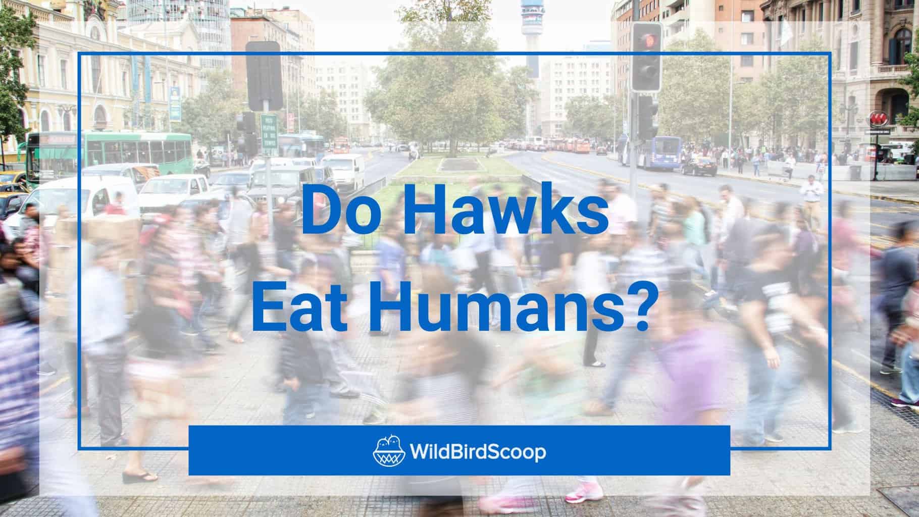 do hawks eat humans