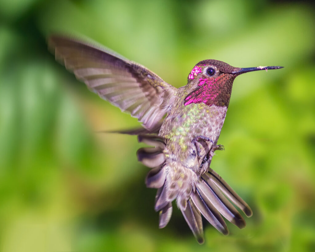 do hawks eat hummingbirds