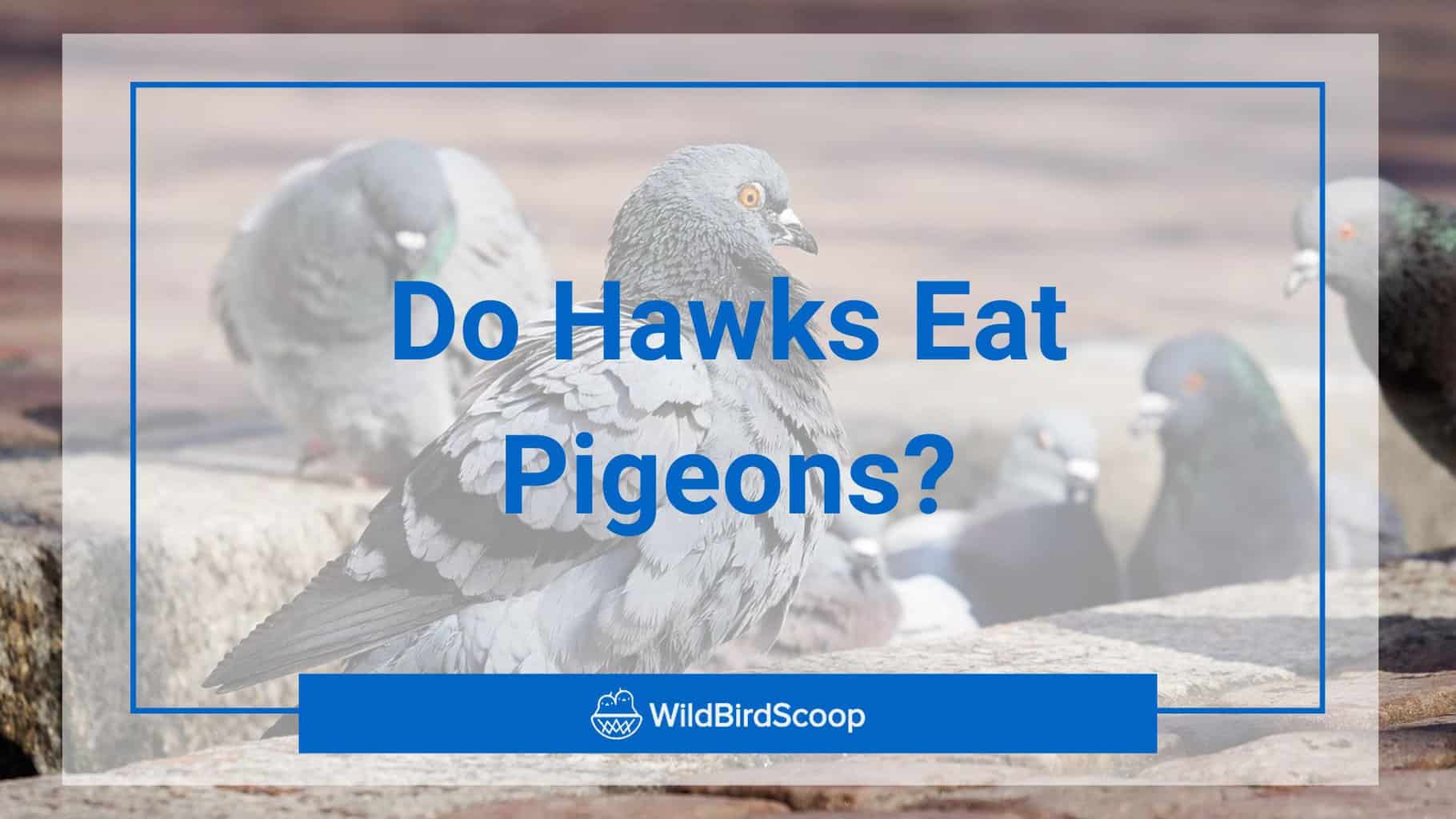 do hawks eat pigeons