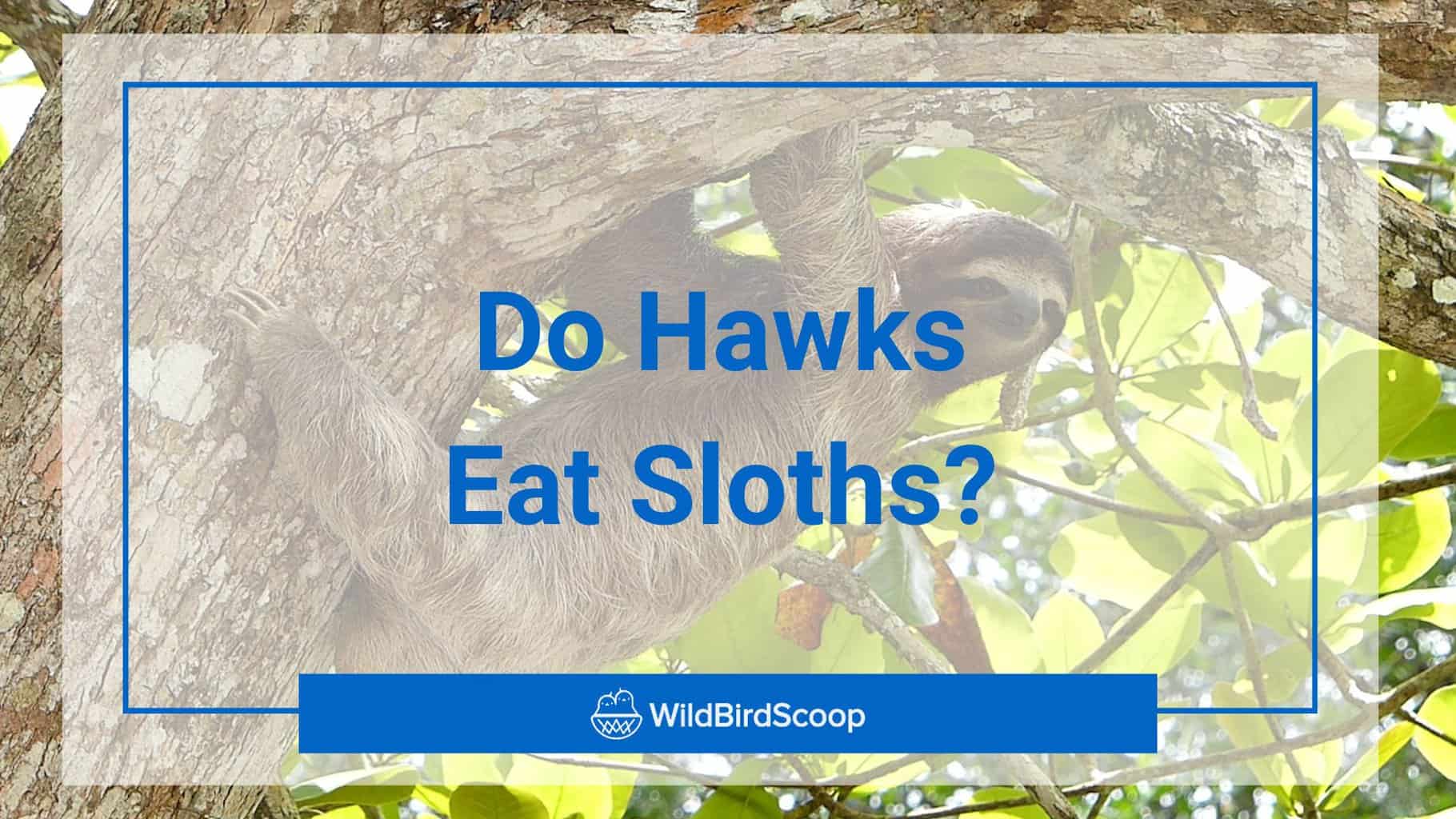 do hawks eat sloths