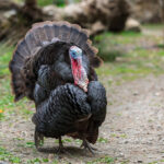 do hawks eat turkeys