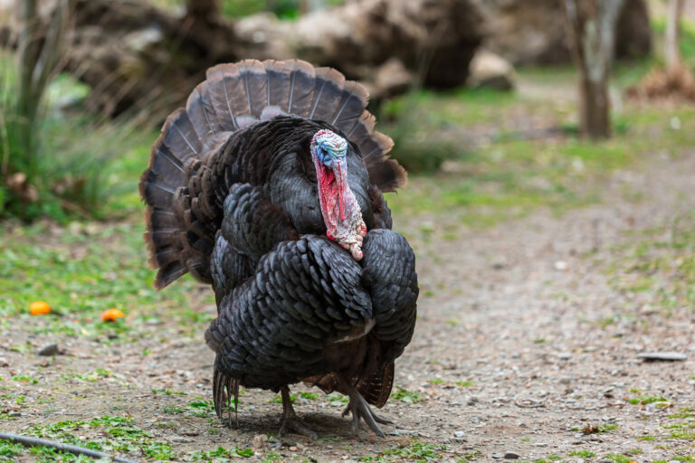 do hawks eat turkeys
