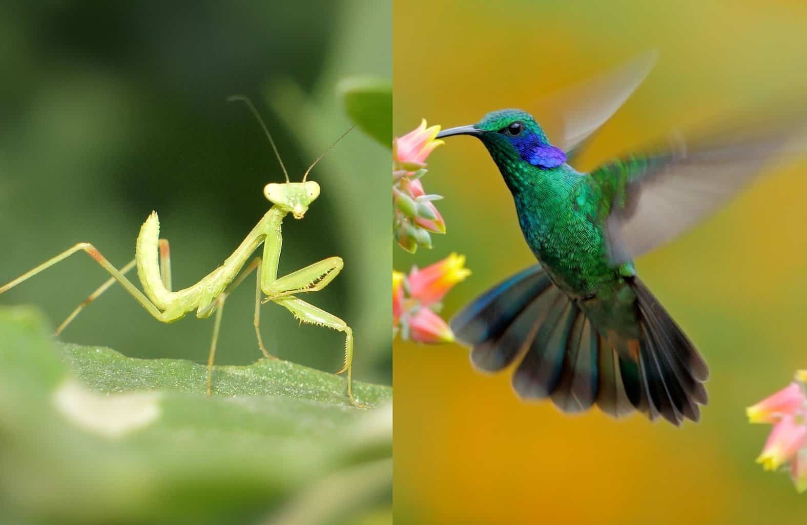 do praying mantis kill hummingbirds