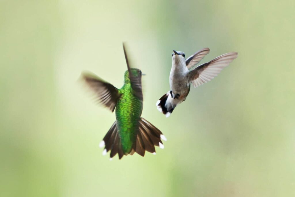 how do hummingbirds mate