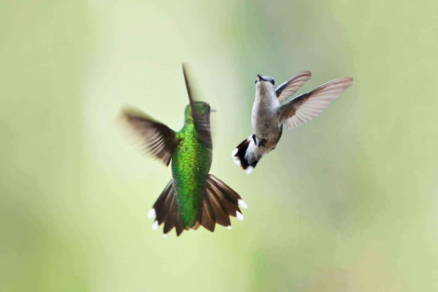 how do hummingbirds mate