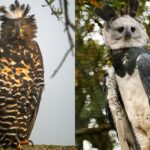 African Crowned Eagle vs Harpy Eagle
