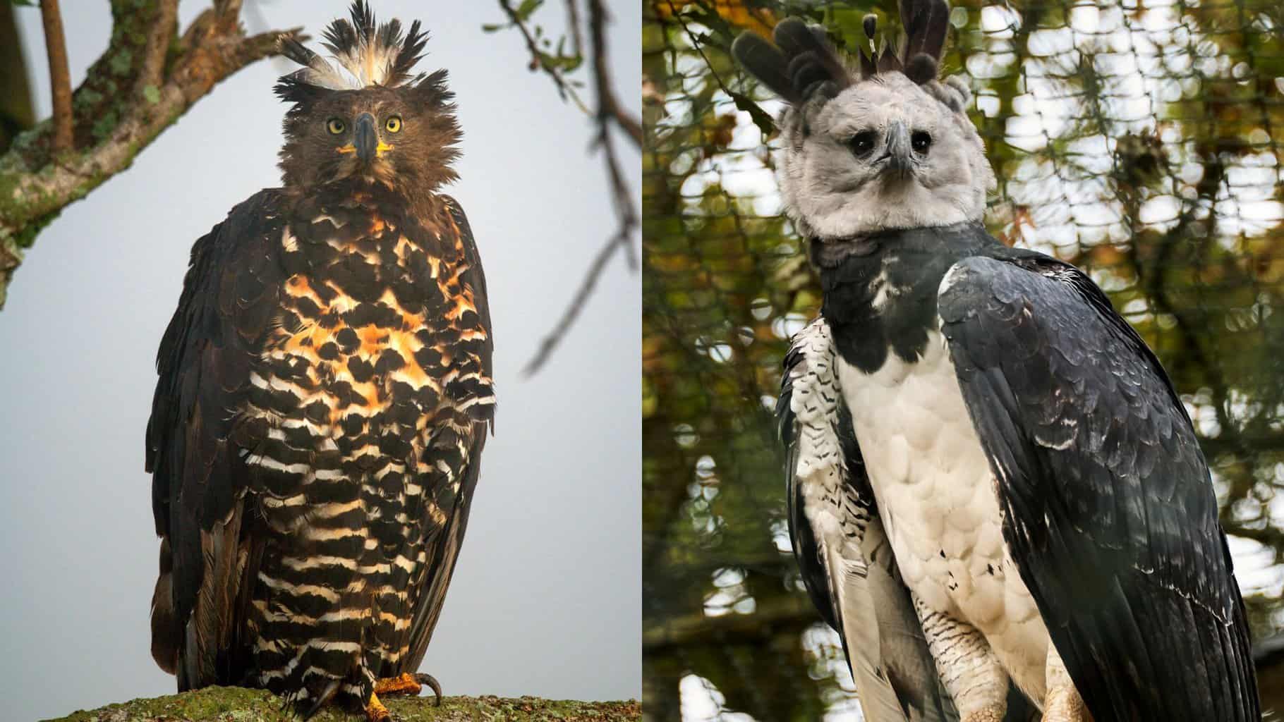 African Crowned Eagle vs Harpy Eagle