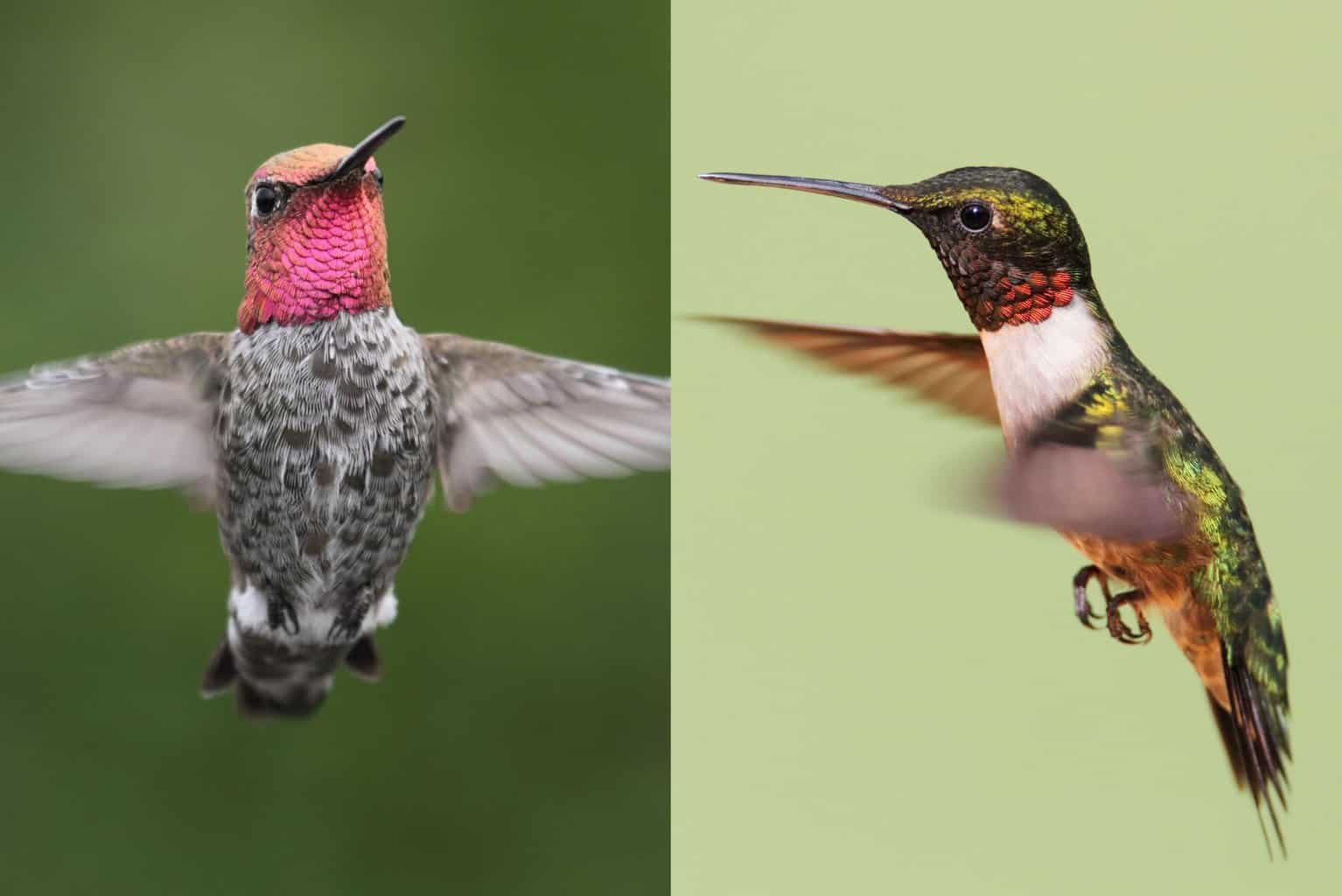 Anna's Hummingbird vs Ruby Throated Hummingbird
