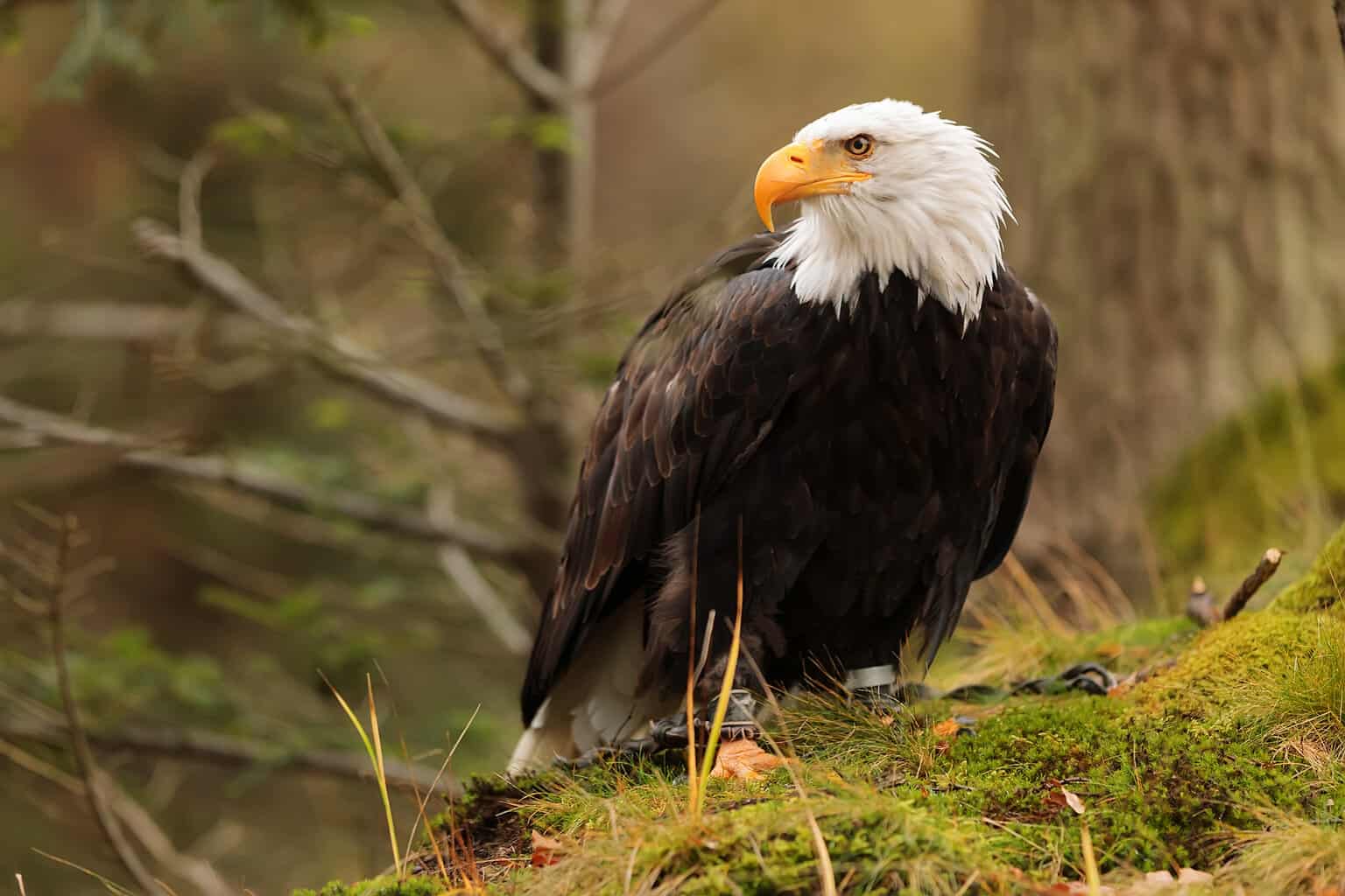 Bald Eagle vs. Harpy Eagle: The Tale of the Tape!