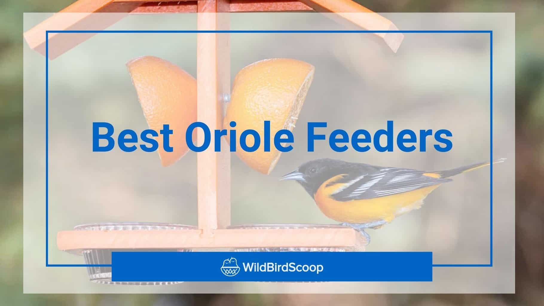 Best Oriole Feeder