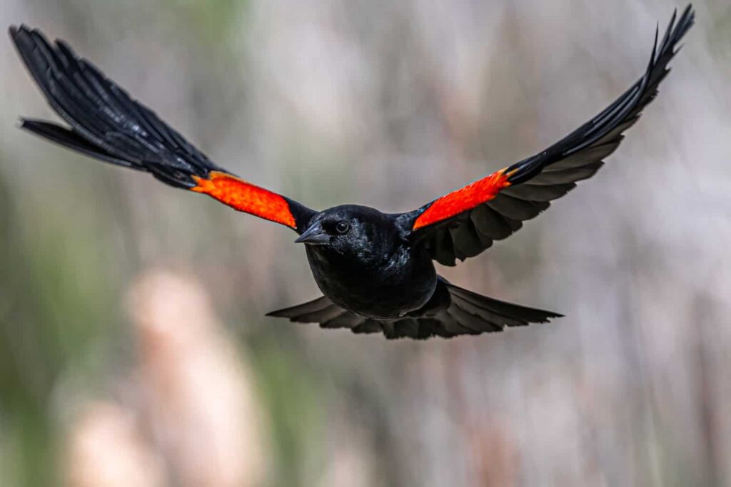 Blackbirds in Iowa