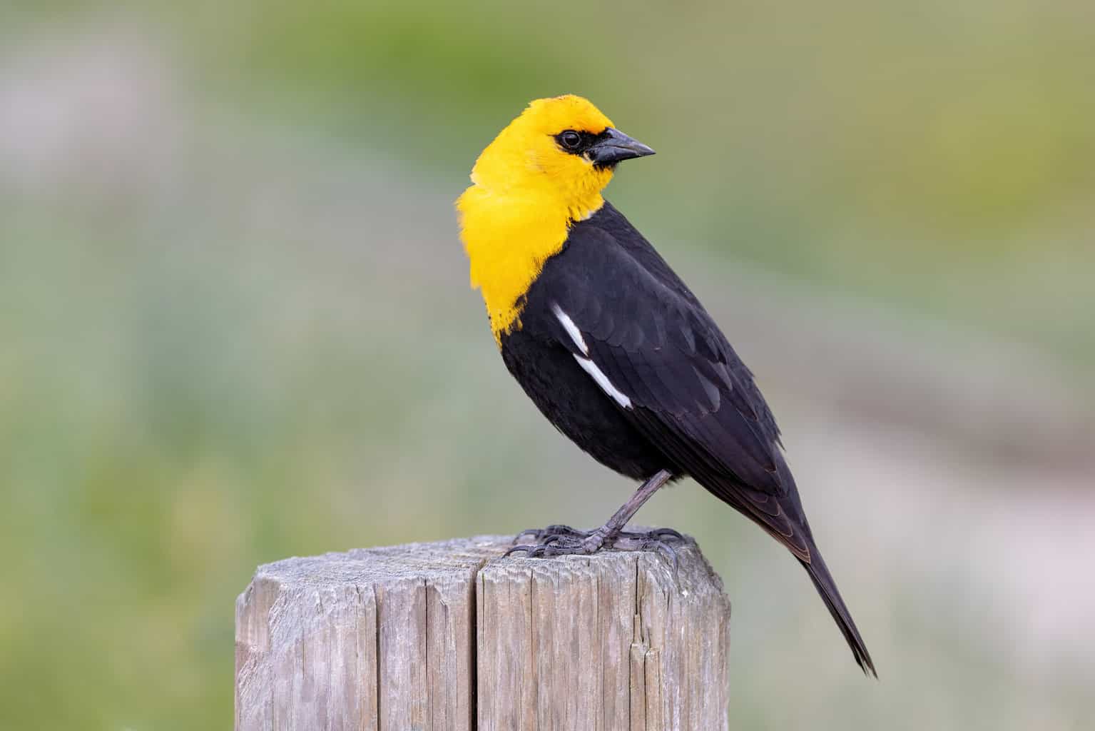 Blackbirds in Kansas