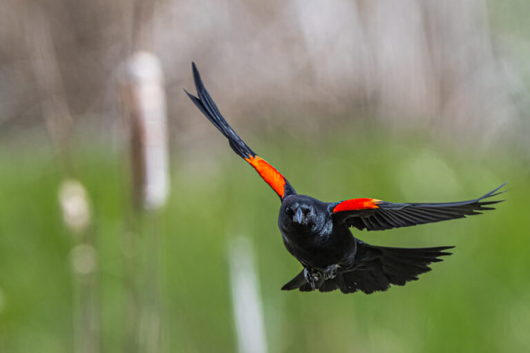 Blackbirds in Louisiana