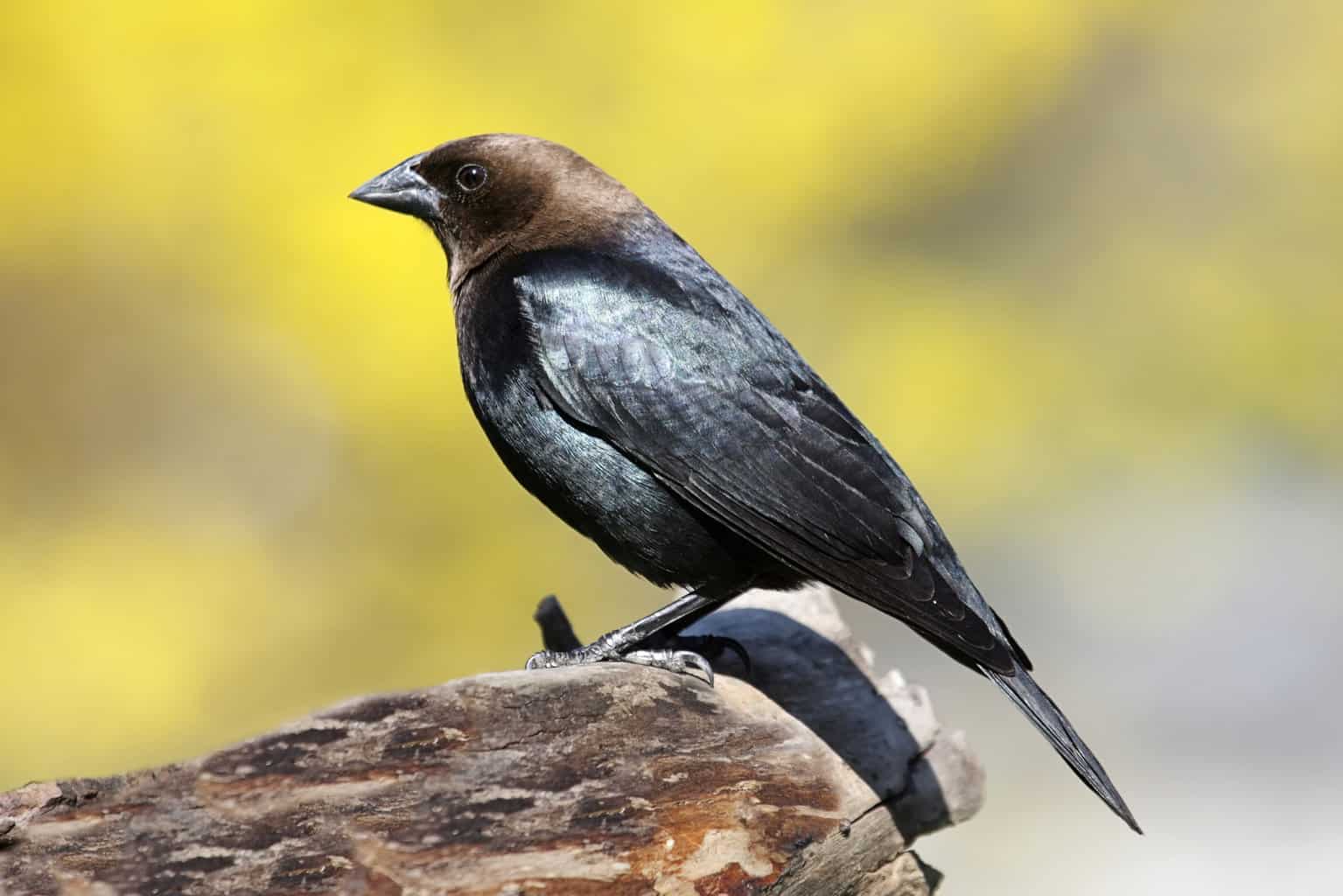 Blackbirds in Minnesota