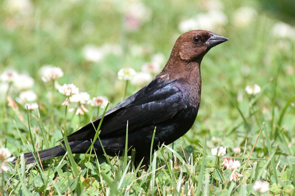 Blackbirds in Missouri