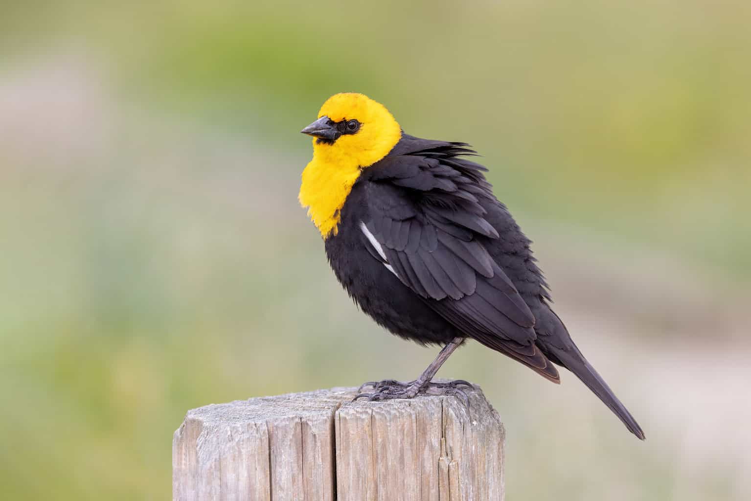 Blackbirds in Montana
