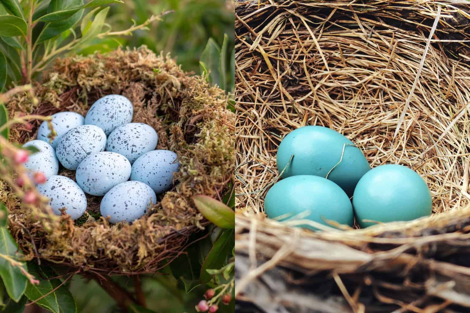 Blue Bird Eggs With Brown Spots