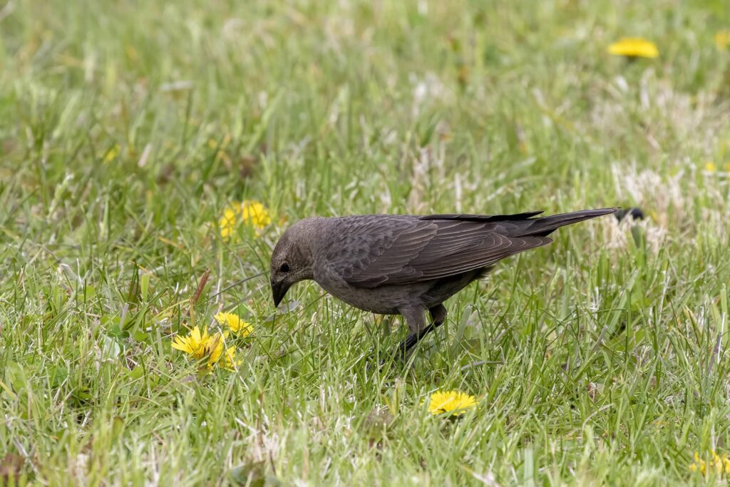 The 12 Most Common Blackbirds in Ohio You Might See