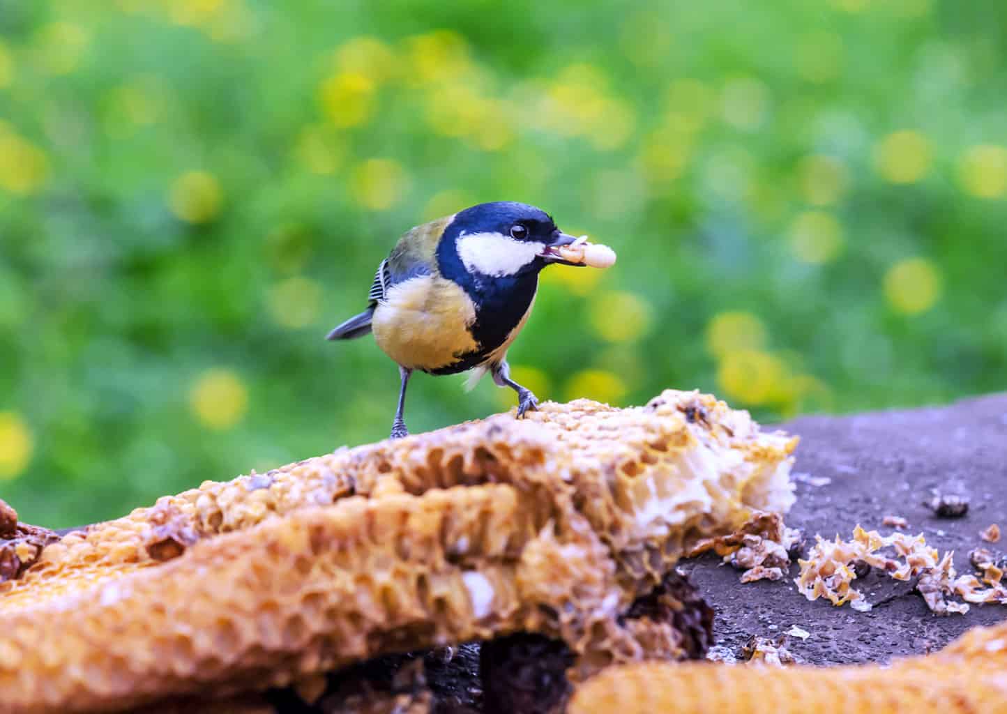 Can Birds Eat Honey