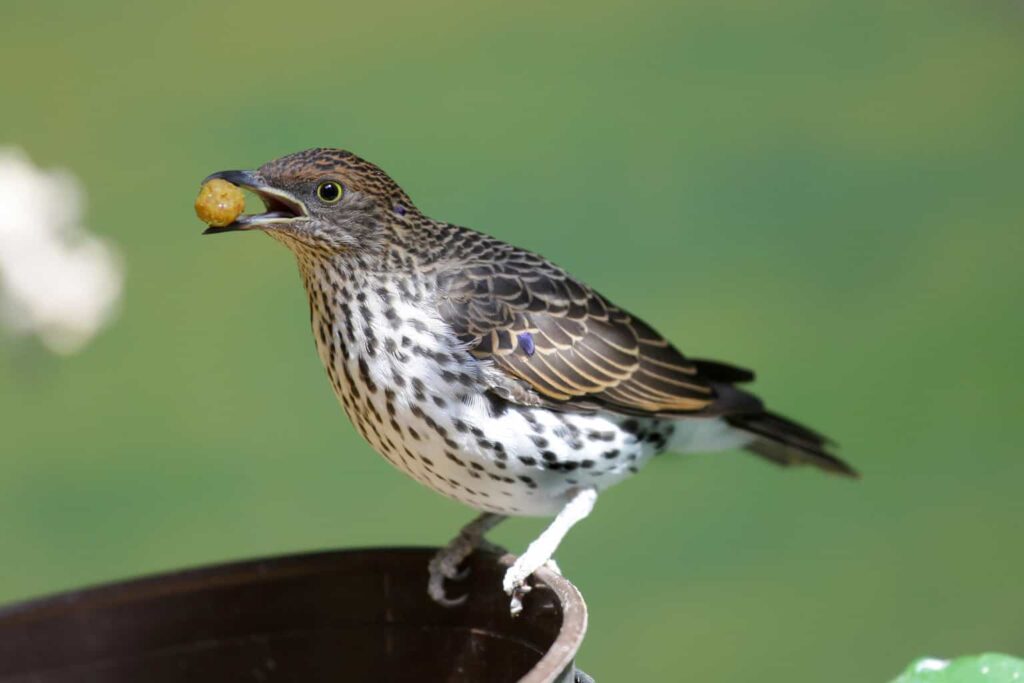 Can Birds Eat Lentils