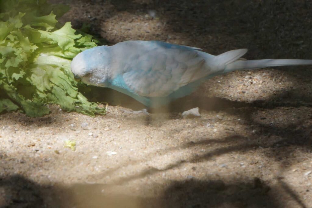 Can Birds Eat Lettuce