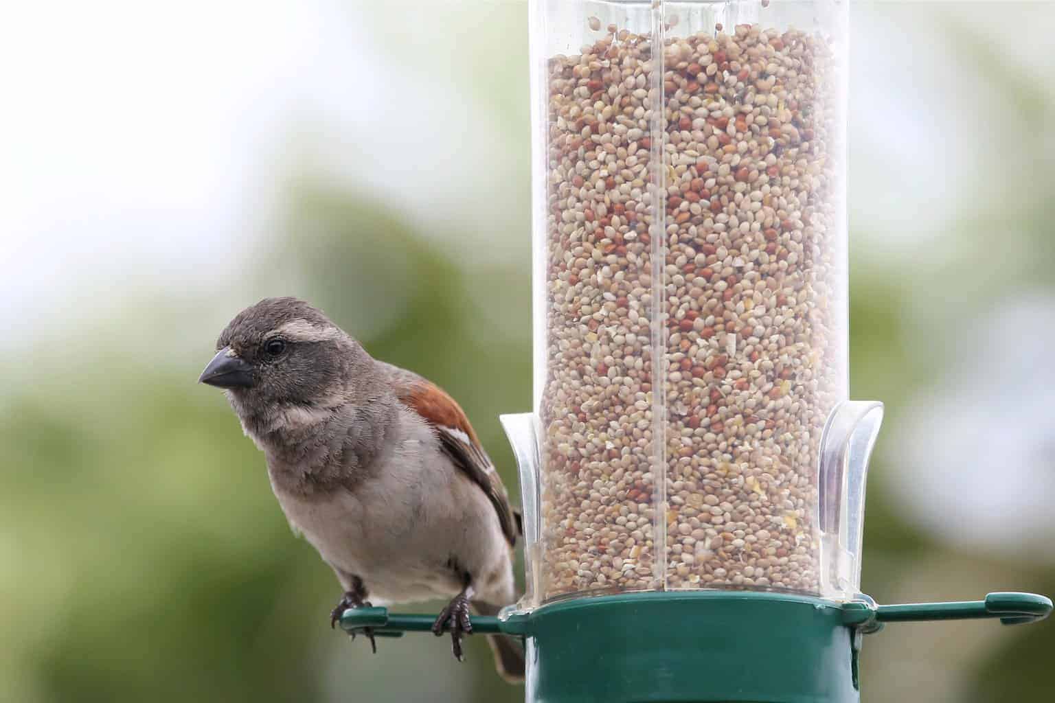 Can Birds Eat Quinoa