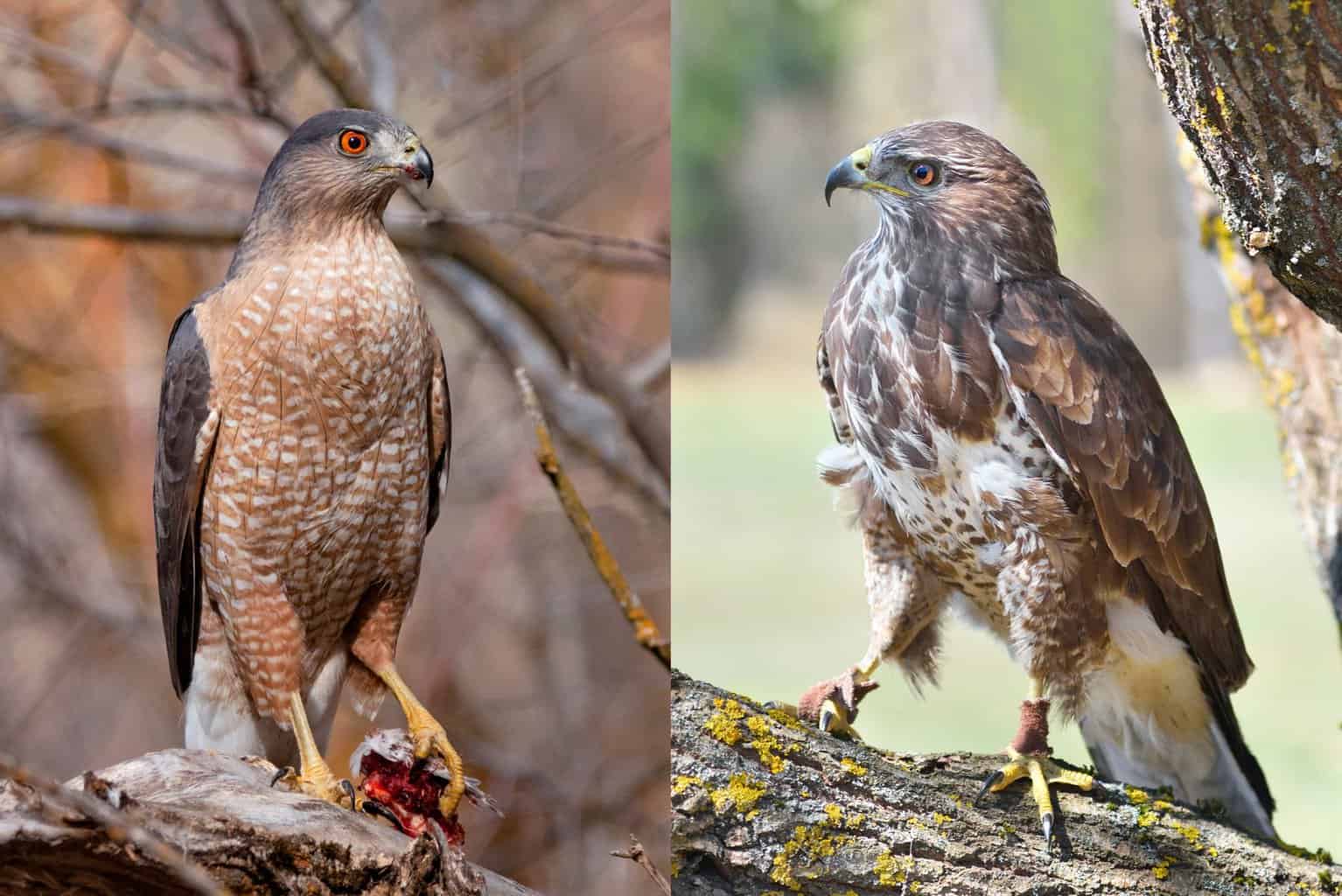 Cooper's Hawk vs Red Tailed Hawk