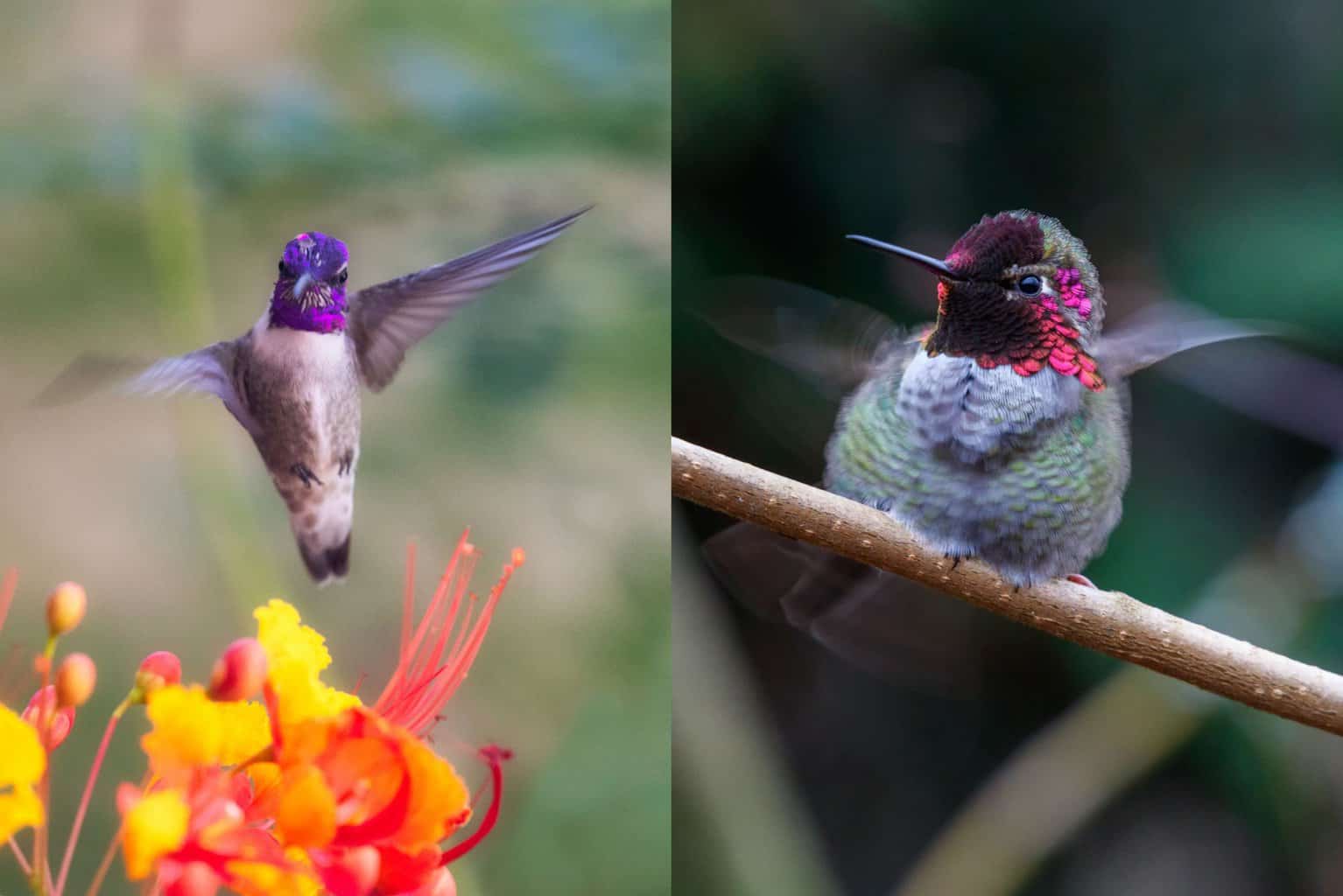 costa's hummingbird vs anna's hummingbird