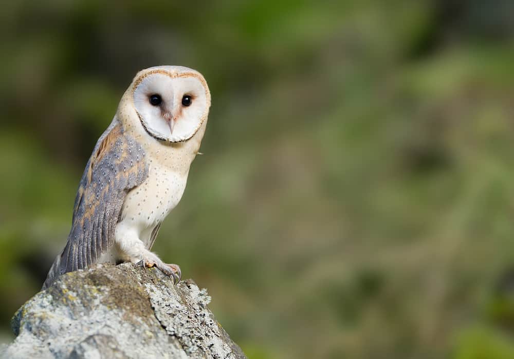 Barn owl