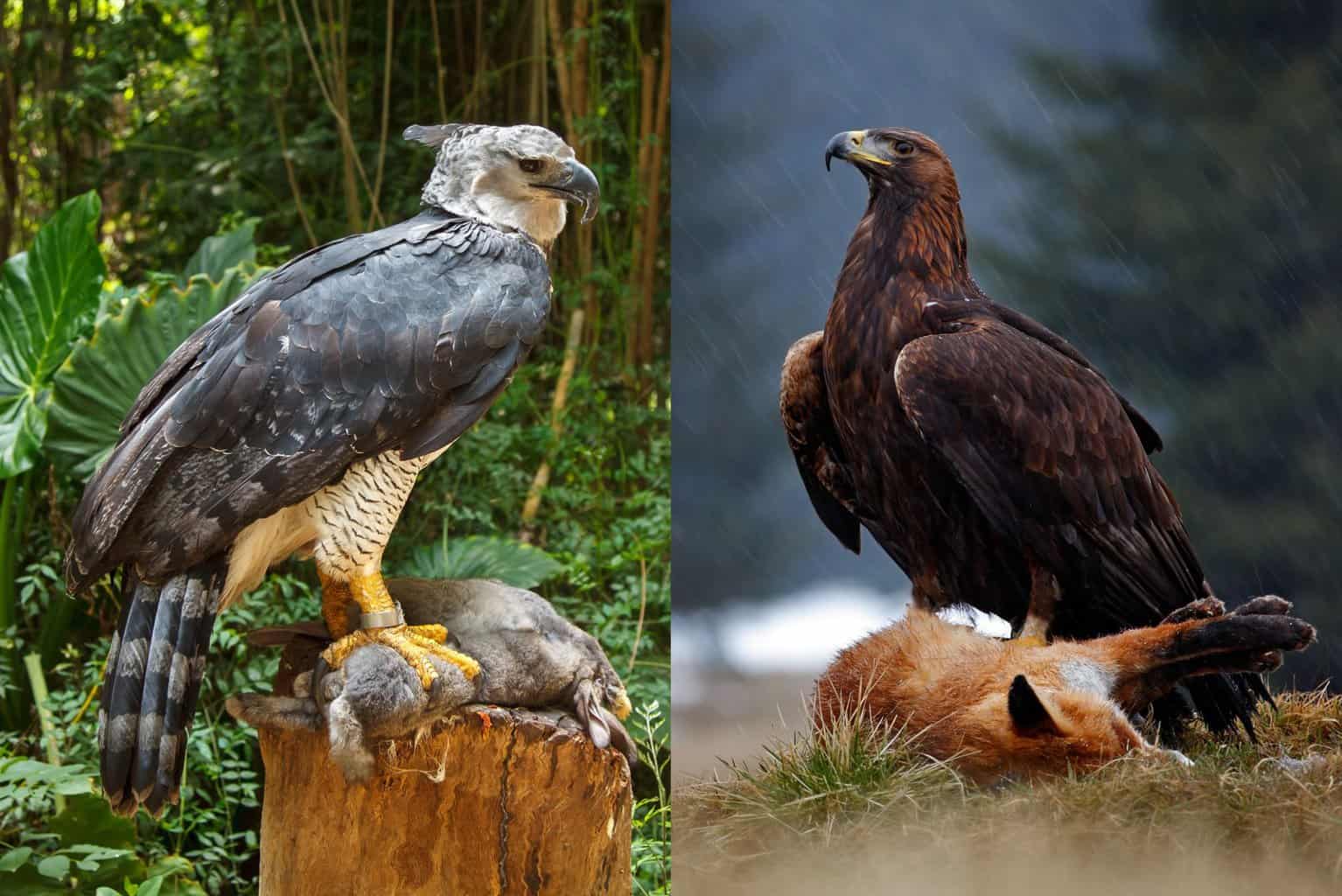 Harpy Eagle vs Golden Eagle