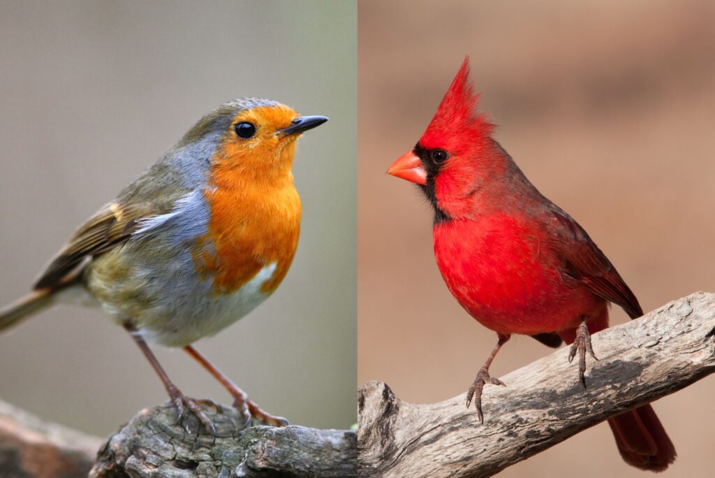 Red Robin vs Cardinal