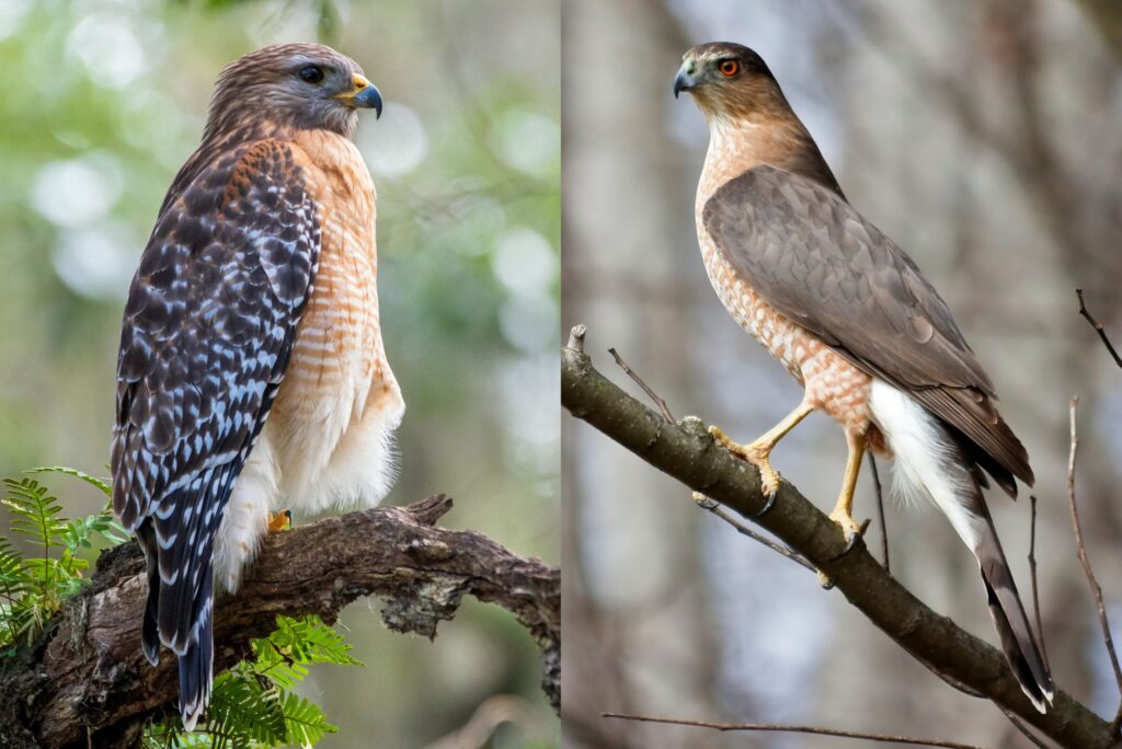 Red Shouldered Hawk vs Coopers Hawk