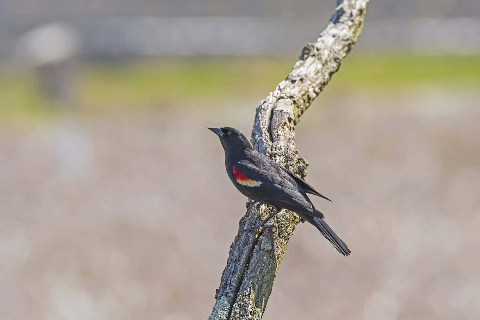 Tricolored Blackbird