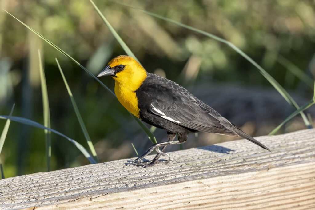 The 12 Most Common Blackbirds in Ohio You Might See