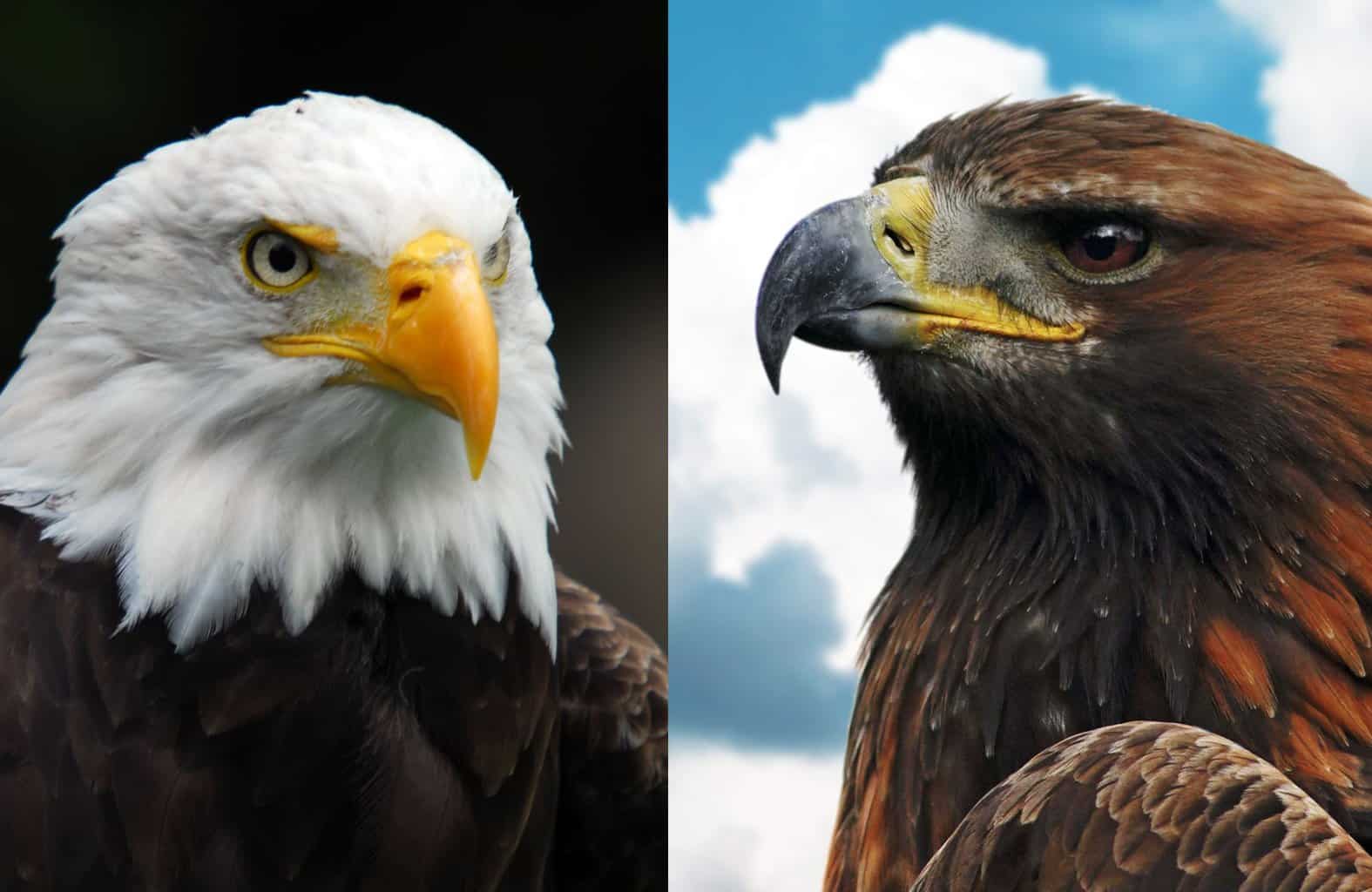bald eagle vs golden eagle
