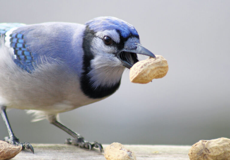 can birds eat peanuts