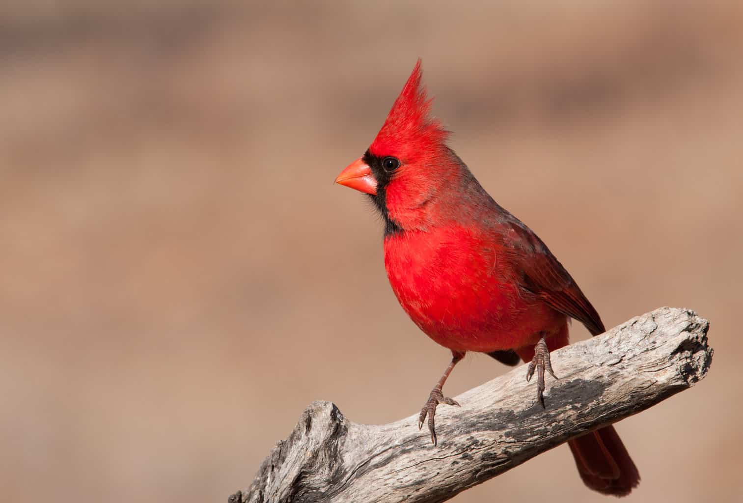 Red Robin vs Cardinal: Yes, There's a Difference!