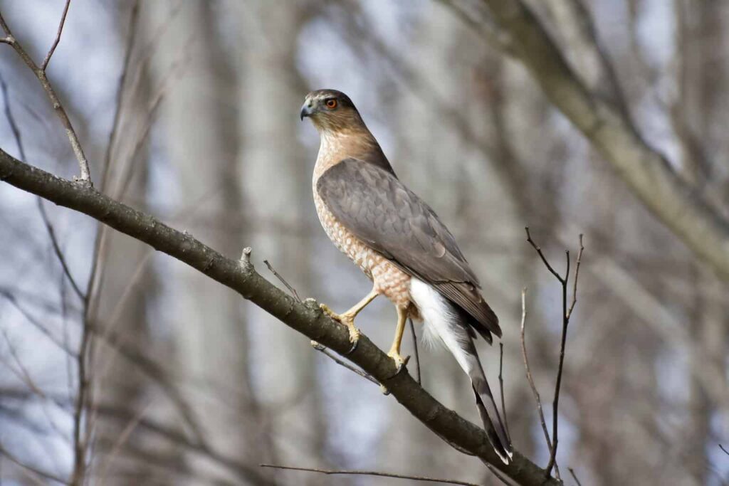 Red-Shouldered Hawk vs. Cooper’s Hawk: A Birdwatcher’s Guide