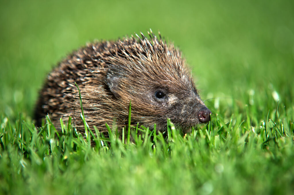 do hawks eat hedgehogs