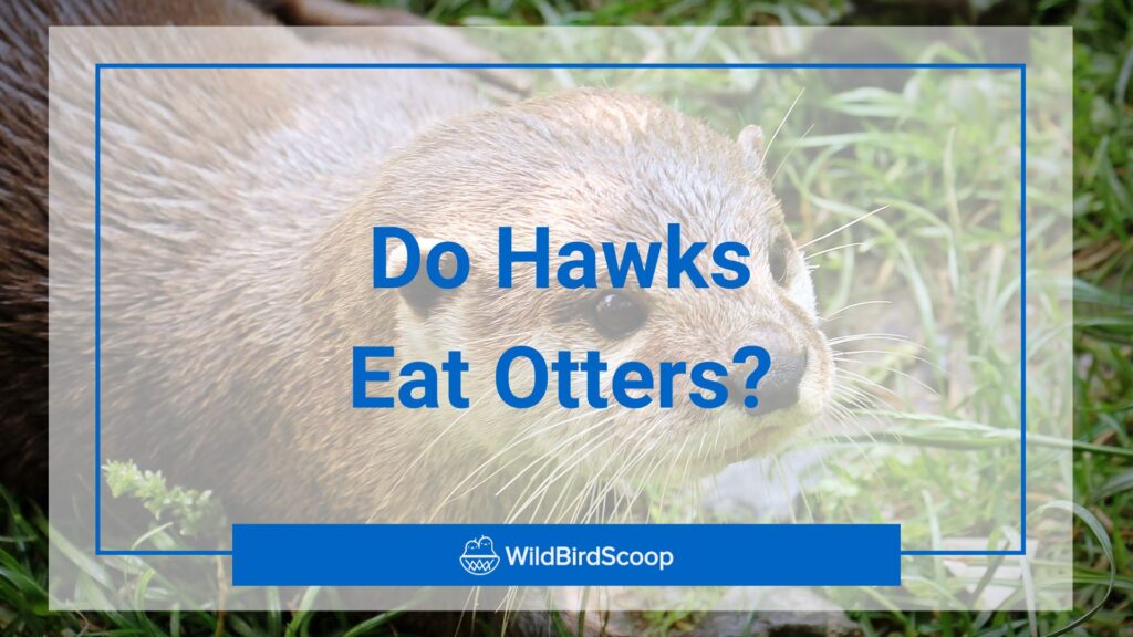 do hawks eat otters