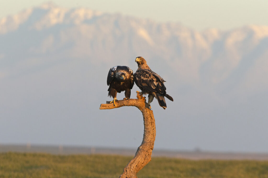 male eagle vs female eagle