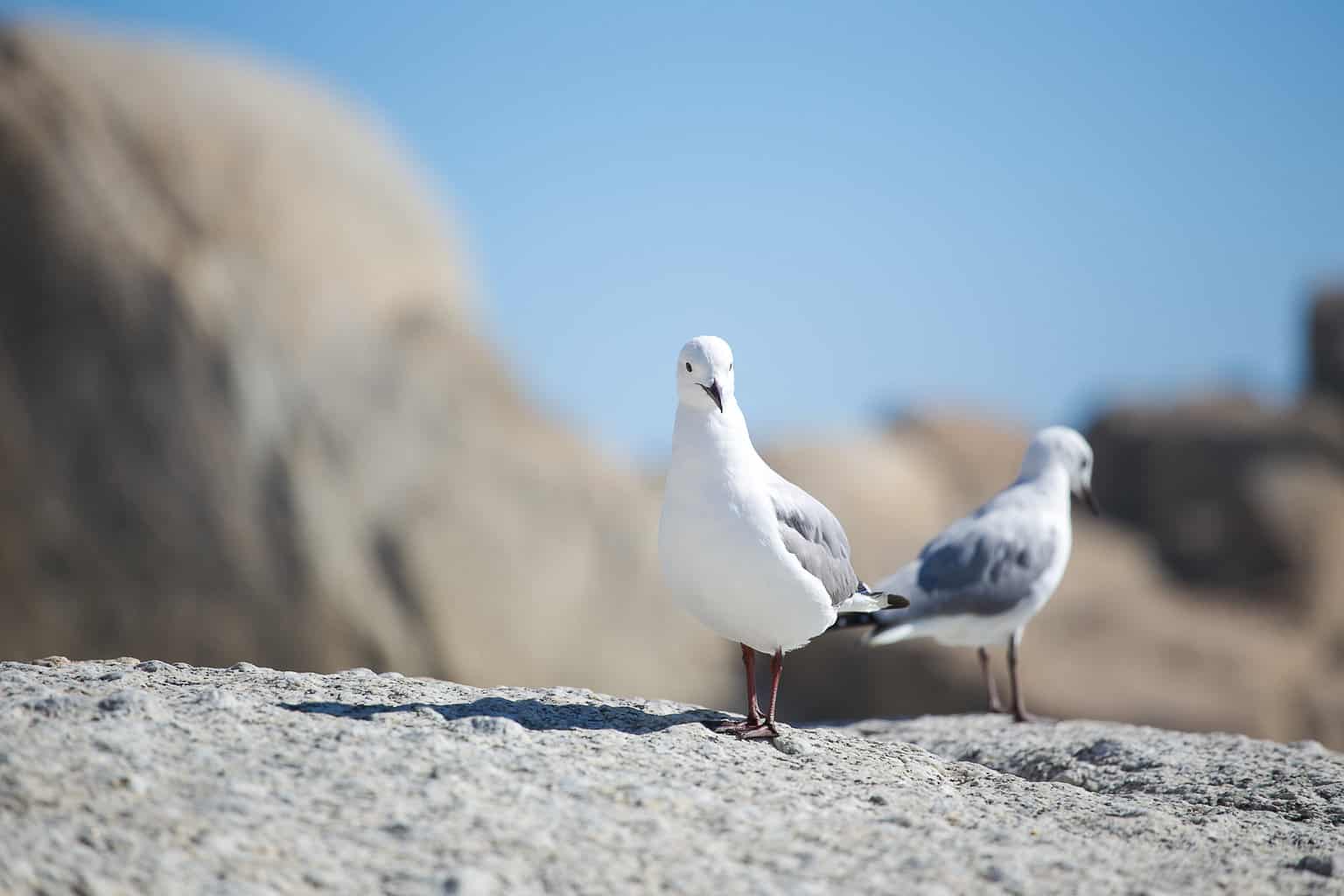 Birds That Look Like Seagulls